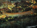 Aborichthys elongatus - Well fed female