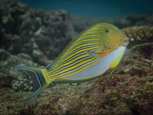 Acanthurus lineatus – Lined Surgeonfish