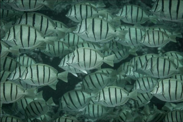 Acanthurus triostegus – Convict Surgeonfish
