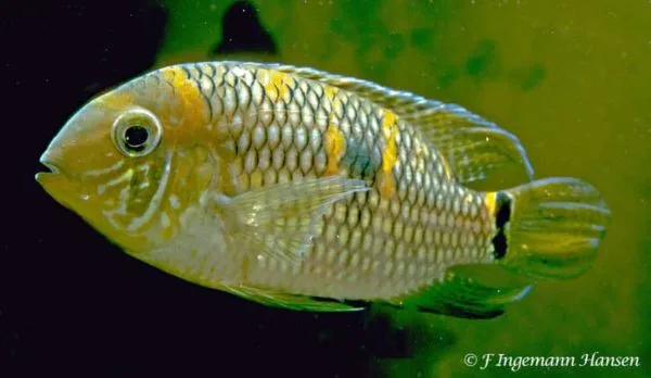 Aequidens diadema - Royal Acara Cichlid