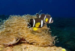 Amphiprion chrysogaster - above Stichodactyla mertensii