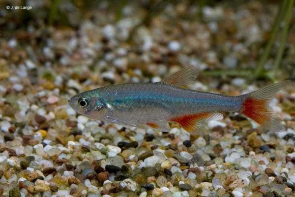 Aphyocharax anisitsi – Bloodfin Tetra