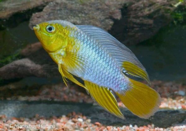 Apistogramma borellii - Borelli's Dwarf Cichlid