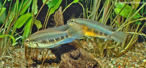 Apistogramma iniridae