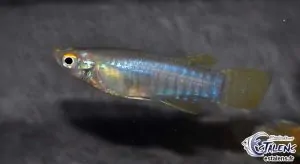 Aplocheilichthys spilauchen - Banded Lampeye - Male
