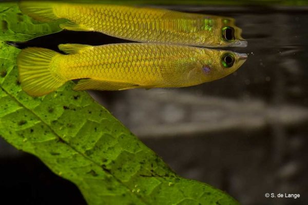 Aplocheilus lineatus