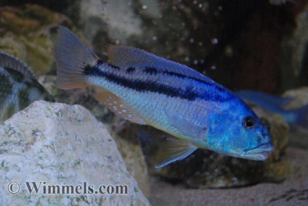 Aristochromis christyi - Male