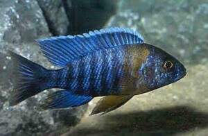 Aulonocara stuartgranti
