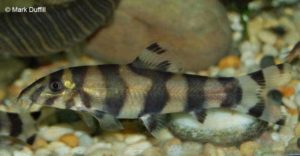 Botia histrionica