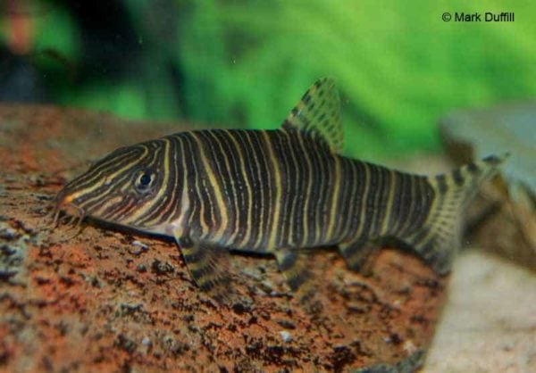 Botia striata - Zebra Loach