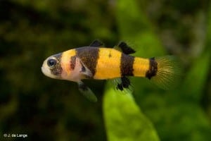 Brachygobius