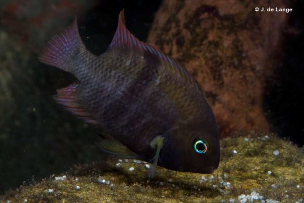 Amatitlania sajica
