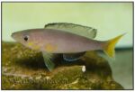 Cyprichromis leptosoma - Kamakonde