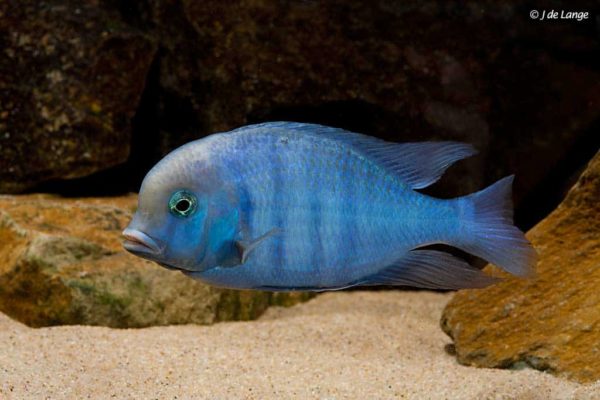 Cyrtocara moorii - Blue Dolphin Cichlid