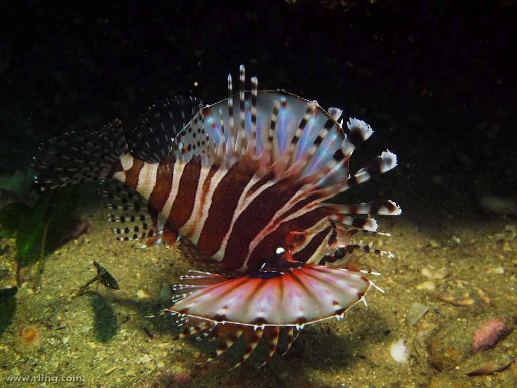 Dendrochirus zebra - Zebra Turkeyfish