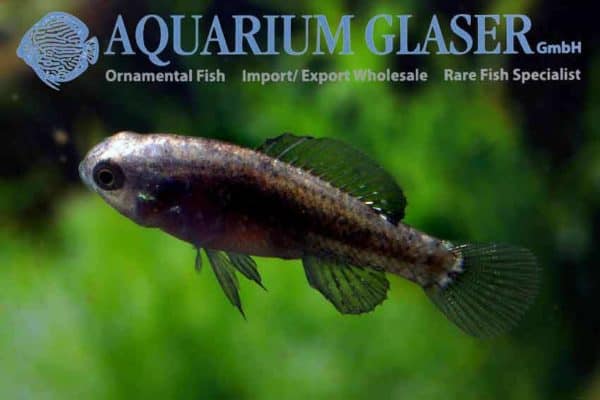 Elassoma evergladei - Everglades Pygmy Sunfish