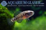 Elassoma evergladei - Everglades Pygmy Sunfish