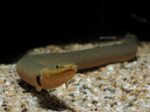Erpetoichthys calabaricus - Reedfish