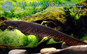 Gymnotus carapo - Banded Knifefish - Male