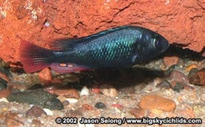 Haplochromis nubilus – Blue Victoria Mouthbrooder