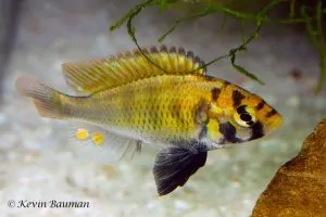 Haplochromis paropius - Male