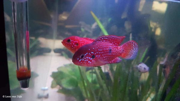 Hemichromis bimaculatus - Juwelfish