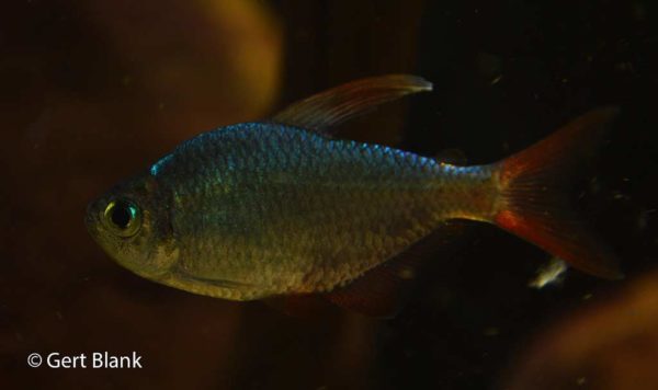 Hyphessobrycon columbianus