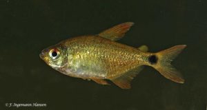 Hyphessobrycon heliacus female