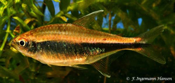 Hyphessobrycon peruvianus - Peruvian Tetra