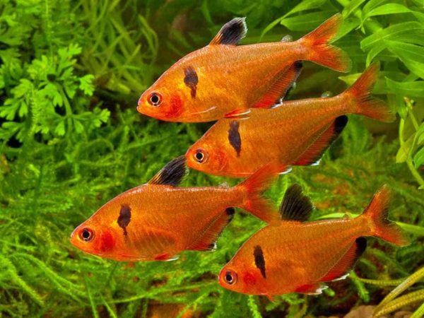 Hyphessobrycon eques – Juwel Tetra