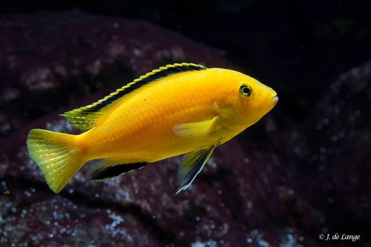 Labidochromis caeruleus Yellow