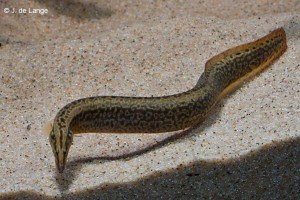 Spiny Eels
