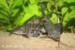 Megalechis thoracata - Spotted Hoplo