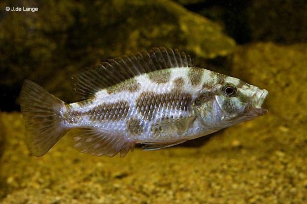 Nimbochromis livingstonii