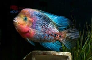 Vieja melanurus - Redhead Cichlid - Male
