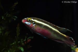Pelvicachromis sacrimontis