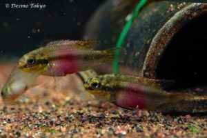 Pelvicachromis subocellatus - Ocellated Kribensis - Moanda