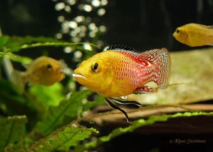 Pseudocrenilabrus nicholsi - Male