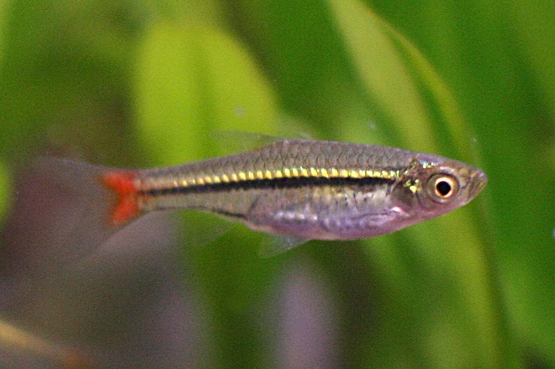 Rasbora