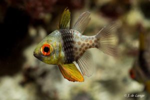 Sphaeramia nematoptera - Pajama Cardinalfish
