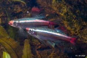 Tanichthys albonubes – White Cloud Mountain Minnow