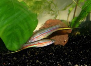 Xiphophorus alvarezi - 2 fighthing males