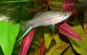 Xiphophorus mayae