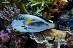 Acanthurus sohal - Sohal Surgeonfish