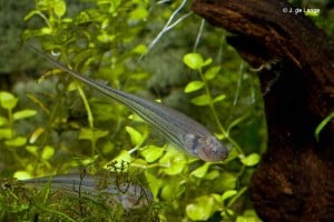 Eigenmannia virescens - Glass Knifefish