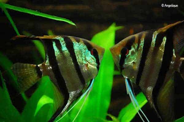Pterophyllum scalare - Angelfish