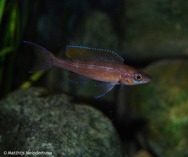 Paracyprichromis brieni - Yellow Cheek