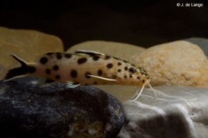 Synodontis petricola - Cuckoo Catfish