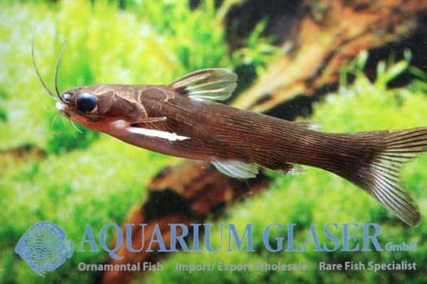 Tatia strigata