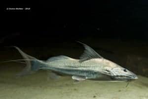 Long Whiskered Catfishes